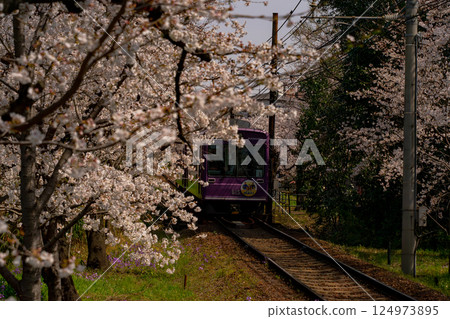 列車穿過盛開的櫻花 列車穿過盛開的櫻花 124973895