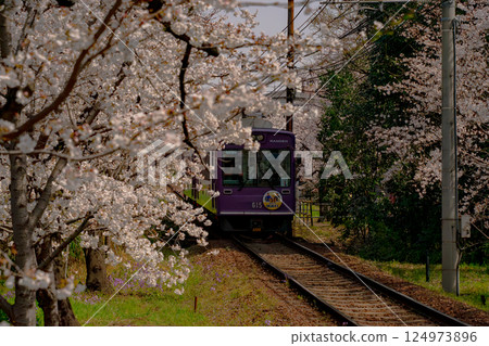 Train running through cherry blossoms in full bloom Train running through cherry blossoms in full bloom 124973896