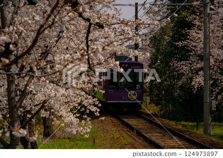 列車穿過盛開的櫻花 列車穿過盛開的櫻花 124973897