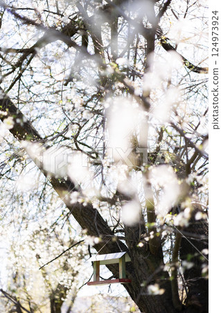 Bird feeder in a blooming tree. Bird feeder in a blooming tree. 124973924