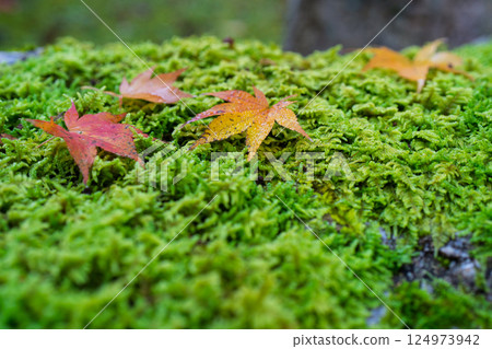 福井縣若狹小濱市的明通寺紅葉盛景拍攝 福井縣若狹小濱市的明通寺紅葉盛景拍攝 124973942