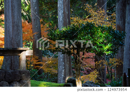 福井縣若狹小濱市的明通寺紅葉盛景拍攝 福井縣若狹小濱市的明通寺紅葉盛景拍攝 124973954