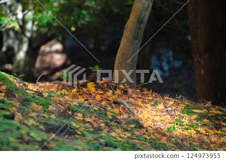福井縣若狹小濱市的明通寺紅葉盛景拍攝 124973955