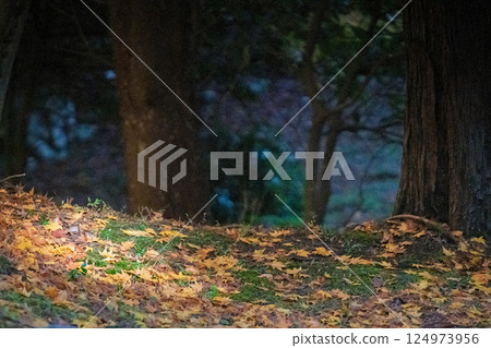 Photographing Myotsu-ji Temple in the height of autumn foliage in Wakasa Obama City, Fukui Prefecture Photographing Myotsu-ji Temple in the height of autumn foliage in Wakasa Obama City, Fukui Prefecture 124973956