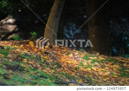 Photographing Myotsu-ji Temple in the height of autumn foliage in Wakasa Obama City, Fukui Prefecture Photographing Myotsu-ji Temple in the height of autumn foliage in Wakasa Obama City, Fukui Prefecture 124973957