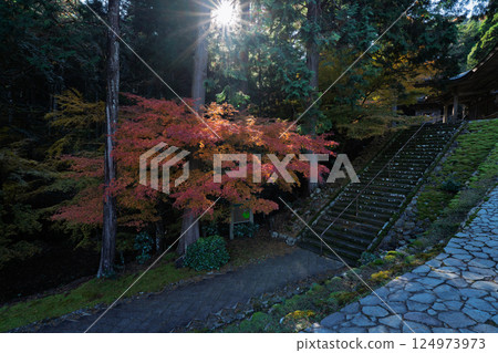 Photographing Myotsu-ji Temple in the height of autumn foliage in Wakasa Obama City, Fukui Prefecture Photographing Myotsu-ji Temple in the height of autumn foliage in Wakasa Obama City, Fukui Prefecture 124973973