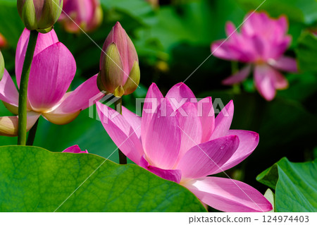 Landscape with lotus flowers 124974403