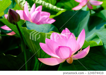 風景與蓮花 風景與蓮花 124974410