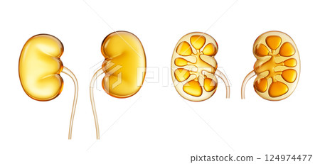 Transparent golden kidney organ, 3d rendering. Transparent golden kidney organ, 3d rendering. 124974477