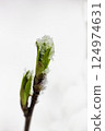 maple leaves are covered with melting snow 124974631