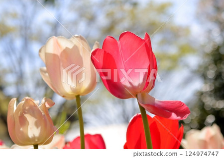 Red tulip flowers blooming in the spring flowerbed Red tulip flowers blooming in the spring flowerbed 124974747