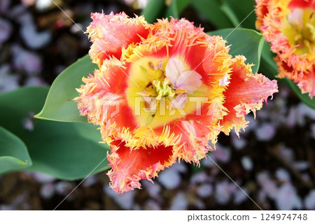 Fringe blooming tulip Fringe blooming tulip 124974748