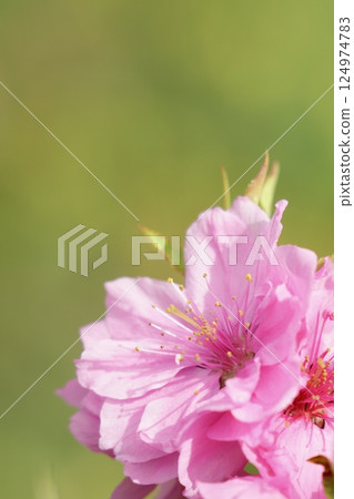 Cute pink peach blossoms spring scenery Cute pink peach blossoms spring scenery 124974783