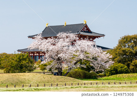 Cherry blossoms in full bloom and the First Daigokuden Hall at Heijo Palace Historical Park Cherry blossoms in full bloom and the First Daigokuden Hall at Heijo Palace Historical Park 124975308