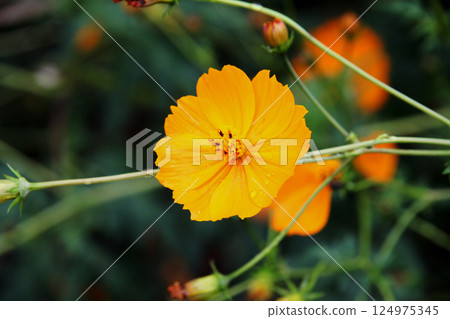 黃波斯菊 黃波斯菊 124975345