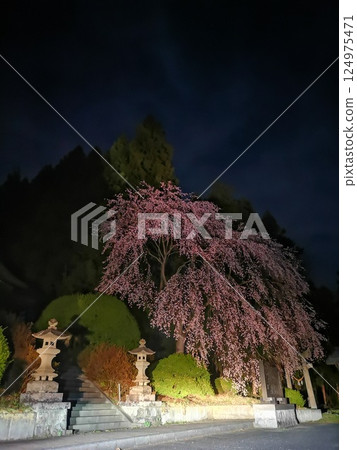 Weeping cherry tree commemorating the golden wedding anniversary at Oji Shrine in Miharu Town 124975471