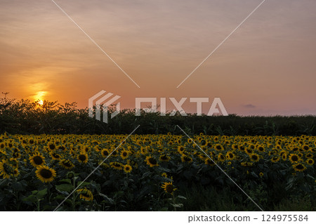Sunflowers on Kurima Island - Evening Scenery Sunflowers on Kurima Island - Evening Scenery 124975584