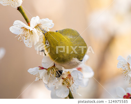 Mejiro堅持梅花 124975585