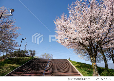 Matsumoto City, Nagano Prefecture_Sakura on the way down from Azusa River SA 2_April 2024 Matsumoto City, Nagano Prefecture_Sakura on the way down from Azusa River SA 2_April 2024 124975609