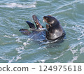 一隻海獺在海浪中漂浮時坐了起來 124975618