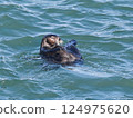 一隻海獺在海浪中漂浮時坐了起來 124975620