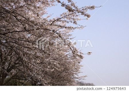 鳥取四季節步行春天櫻花 124975643