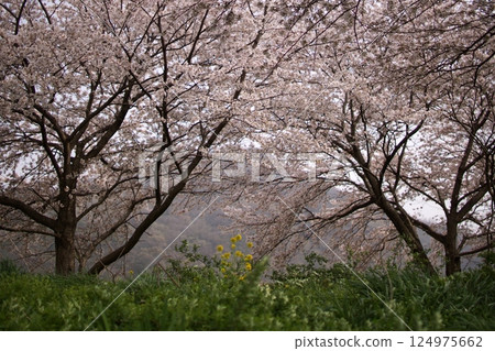 Tottori Four Seasons Walk Spring Sakura 124975662