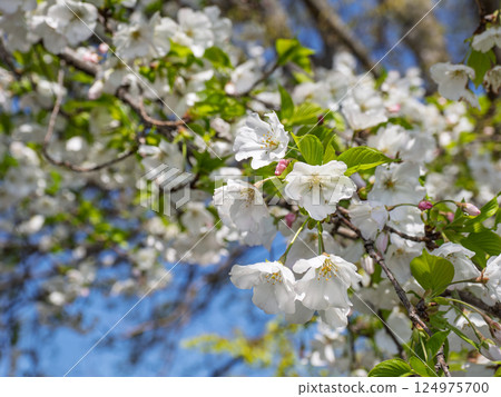 A close-up of a horticultural cherry tree (Koromo-tsuhime) shining against a blue sky A close-up of a horticultural cherry tree (Koromo-tsuhime) shining against a blue sky 124975700