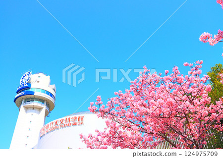 Akashi City Astronomical Science Museum and Kawazu cherry blossoms in Akashi City, Hyogo Prefecture 124975709