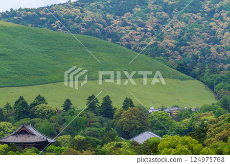 奈良縣政府展望台 若草山（三笠山）與春日山原始森林的椴樹花 2022年4月5日 124975768