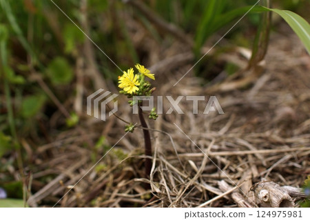 Tottori Four Seasons Walk Spring Flower Tottori Four Seasons Walk Spring Flower 124975981
