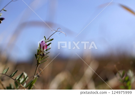 鳥取 四季漫步 春花 124975999