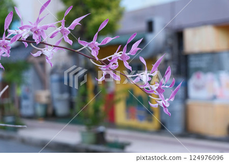 沖繩縣那霸市的城市景觀 沖繩縣那霸市的城市景觀 124976096