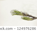 ranch with young green maple leaves 124976286