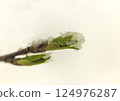 snow on a branch with young green maple leaves 124976287