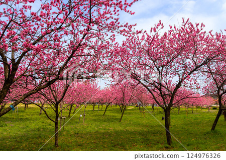 茨城縣古河市古河綜合公園的古河桃節。一片盛開的桃樹田。 124976326