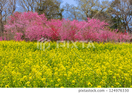 茨城縣古河市古河綜合公園古河桃花節。透過油菜花田看到的桃花。 124976330