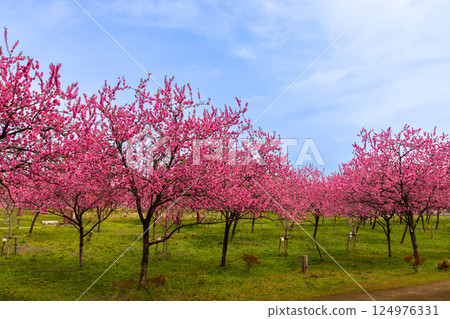 Koga Peach Festival at Koga General Park in Konosu, Koga City, Ibaraki Prefecture. A field of blooming peach trees. 124976331