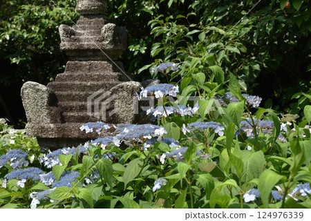 Kenninji Temple subtemple, Reigen-in Temple garden, Kakumei-Kuko, sweet tea and stone tower Kenninji Temple subtemple, Reigen-in Temple garden, Kakumei-Kuko, sweet tea and stone tower 124976339
