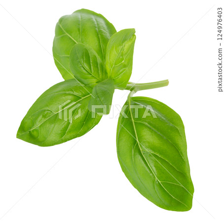Close up of fresh green basil herb leaves isolated on white background. Sweet Genovese basil Close up of fresh green basil herb leaves isolated on white background. Sweet Genovese basil 124976403