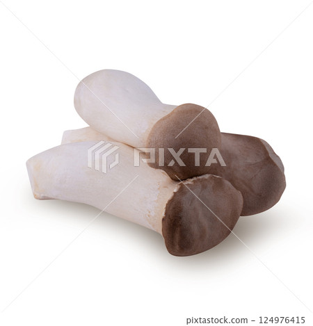 King Oyster mushroom isolated on white backgroud.. 124976415