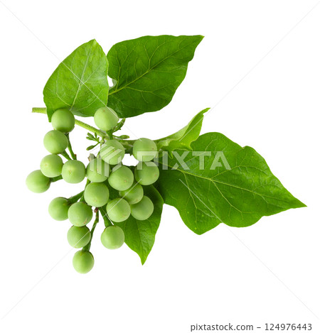 Pea Eggplants or turkey berry isolated over white background Pea Eggplants or turkey berry isolated over white background 124976443