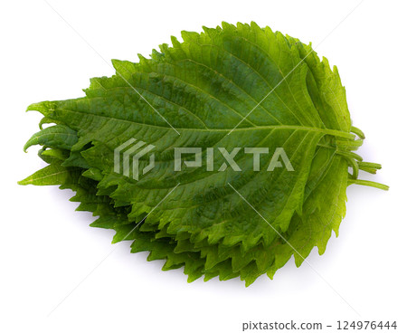 Fresh Green Shiso or Oba leaf isolated on a white background. Fresh Green Shiso or Oba leaf isolated on a white background. 124976444