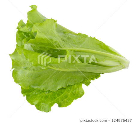 Lettuce Romain isolated on a white background Lettuce Romain isolated on a white background 124976457