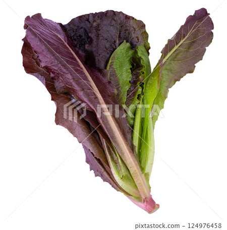 Red Leaf Lettuce isolated on a white background 124976458