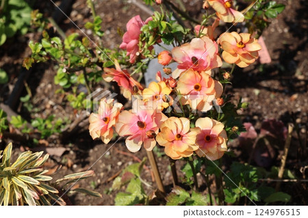 A flowerbed with ranunculus flowers with orange and pink petals 124976515