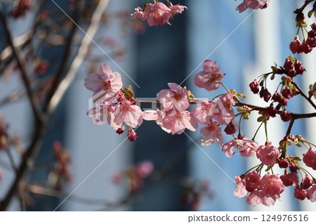 Scenery of pink petaled cherry blossom flowering branch 124976516