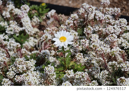 A flowerbed scene with a single North Pole flower in full bloom among white-petaled Alyssum 124976517