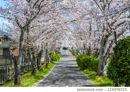 Scenery of cherry blossom trees in full bloom and a walkway Scenery of cherry blossom trees in full bloom and a walkway 124976555