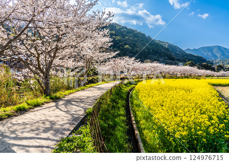 Cherry blossom trees and rape blossoms along the Tayagawa River [Imorimachi, Isahaya City, Nagasaki Prefecture] 124976715